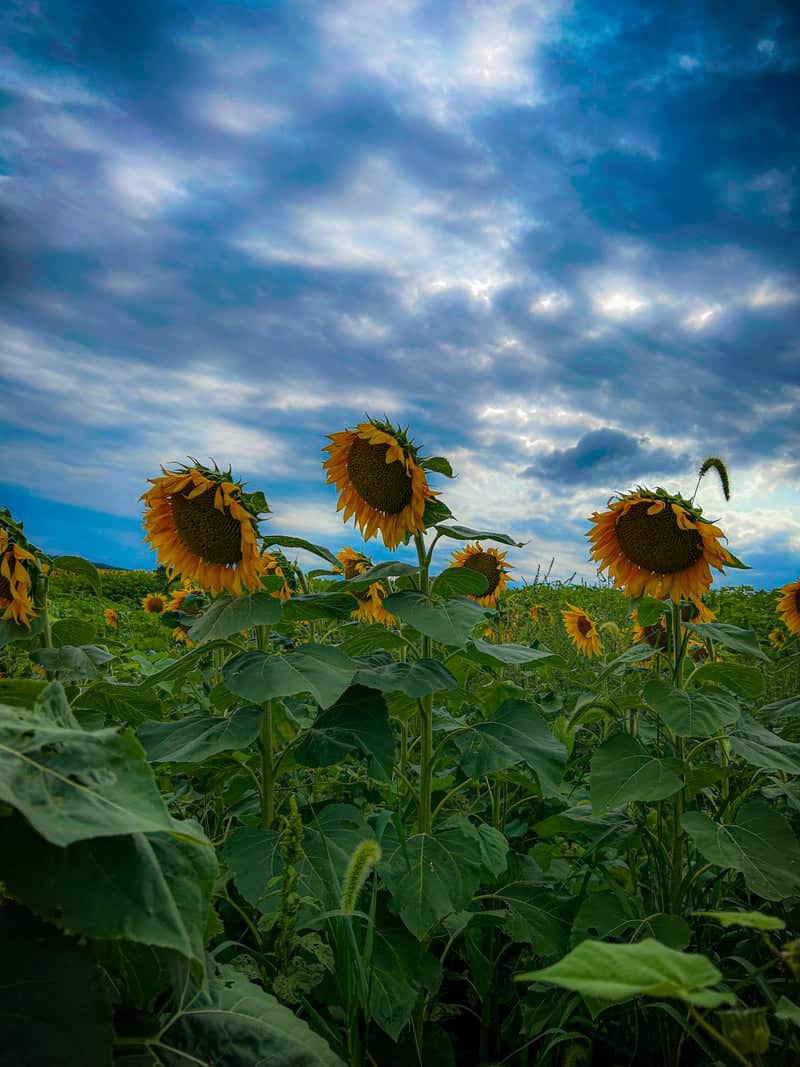 St. Luke's Anderson Campus Sunflower Field - Image 1