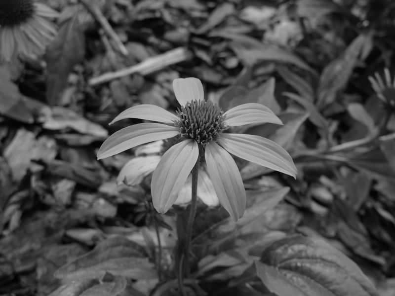 Chistoprudny Boulevard Gardens - Image 1