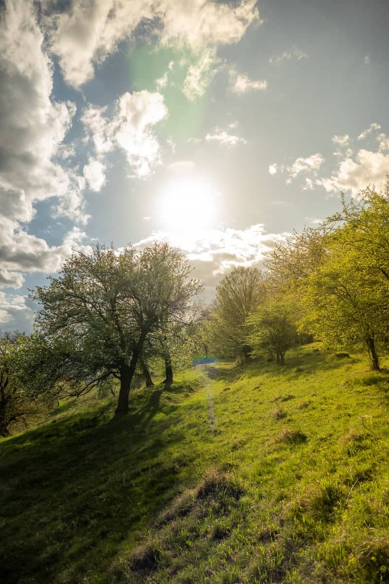 Hoia-Baciu Forest Meadows - Image 1