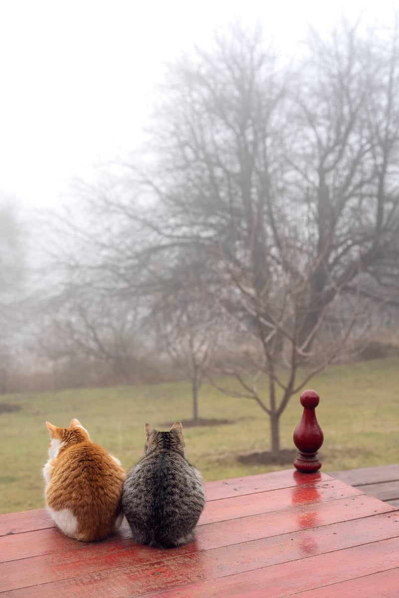 Misty Overlook near Rimetea - Image 1