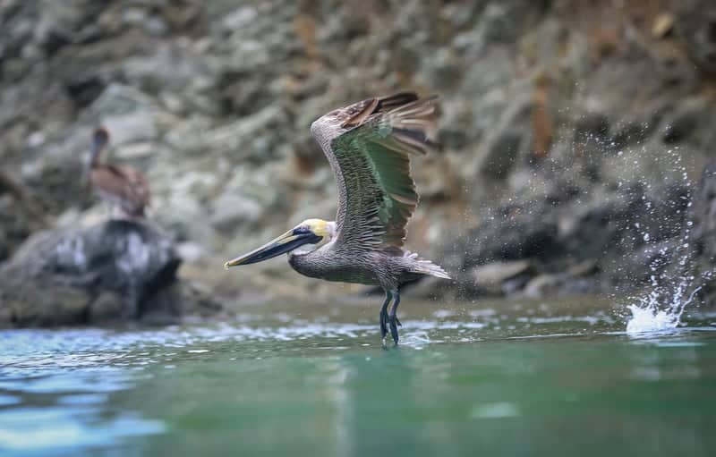 Pelican Shoreline - Image 1