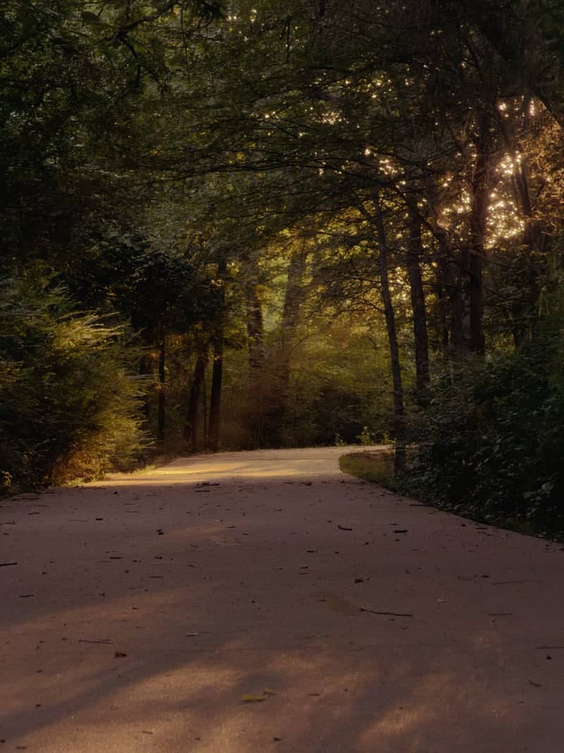 Weber Road Forest Path - Image 1