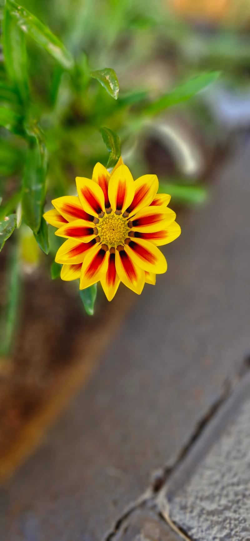 Neva Garden Blooms - Image 1