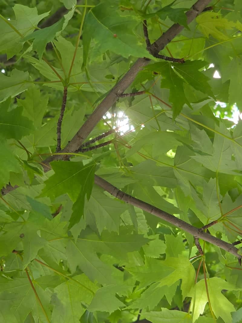 Sterling Heights Maple Canopy - Image 1