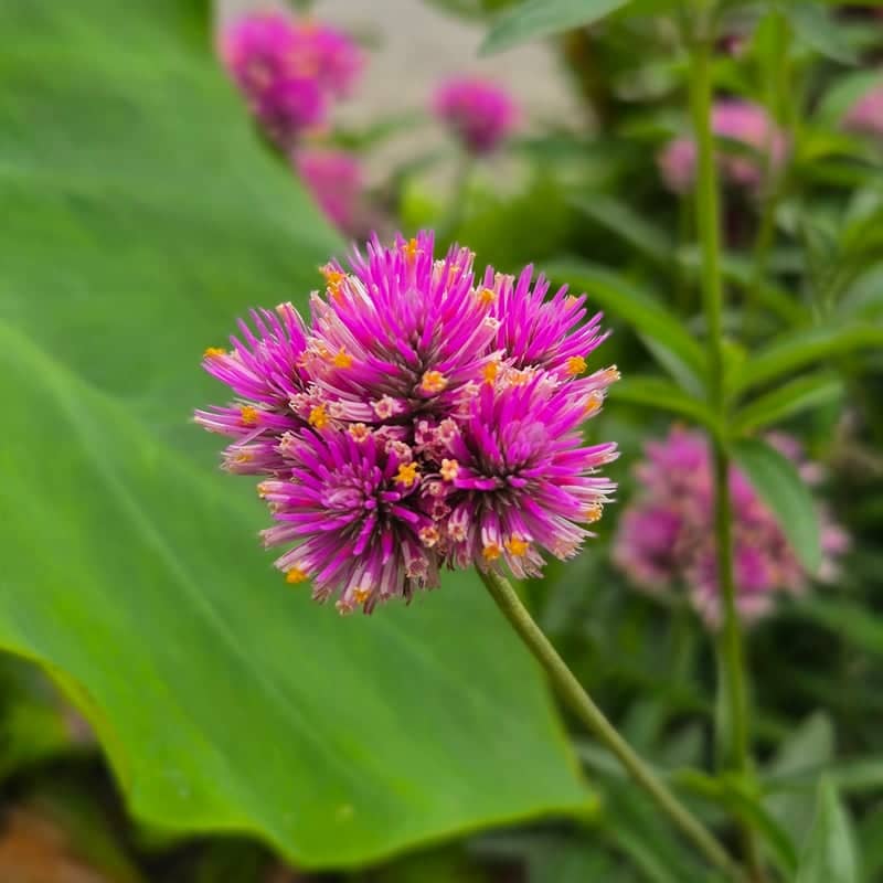 Bavarian Inn Gardens - Image 1