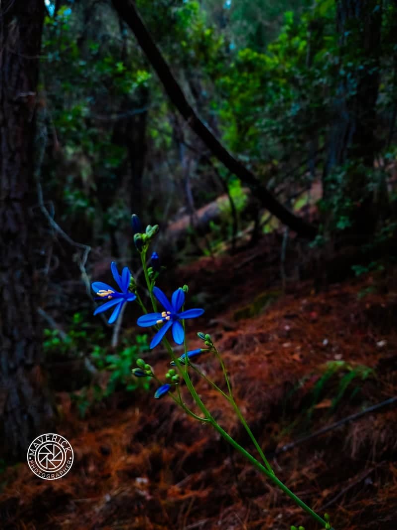 Biobío Forest Wildflowers - Image 1