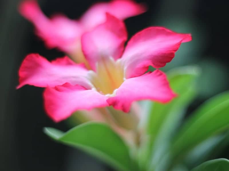 Tropical Garden Flora, Pangasinan - Image 1