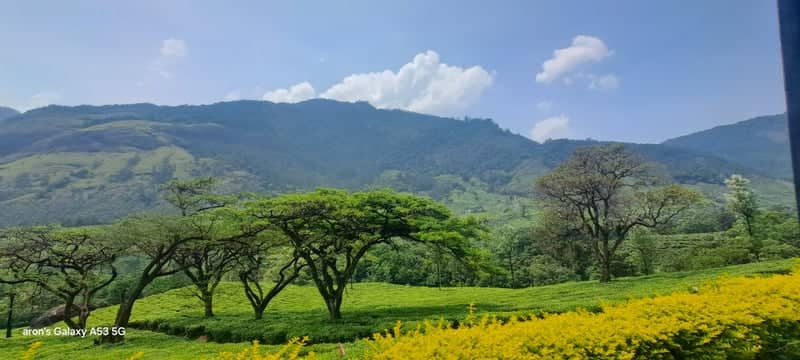 Munnar Tea Plantation Overlook - Image 1
