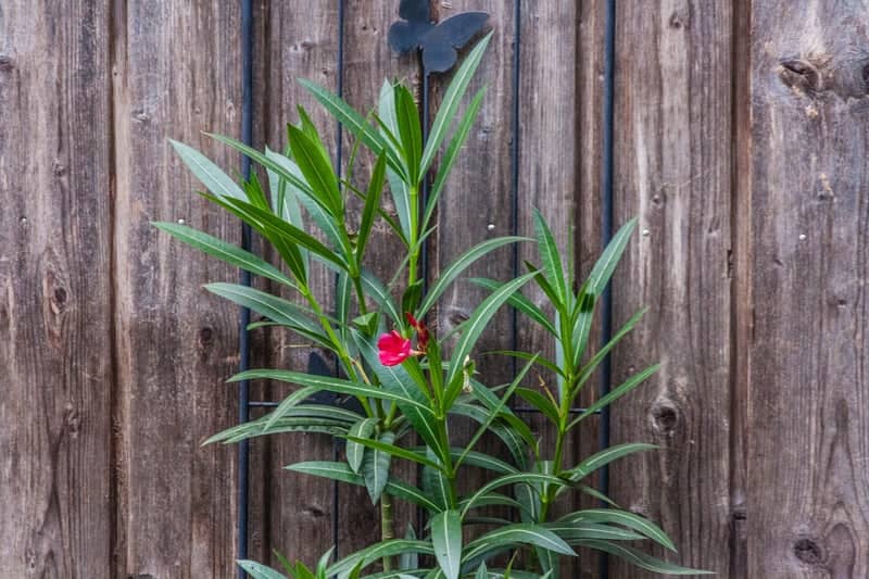 Rustic Garden Detail in Dedemsvaart - Image 1