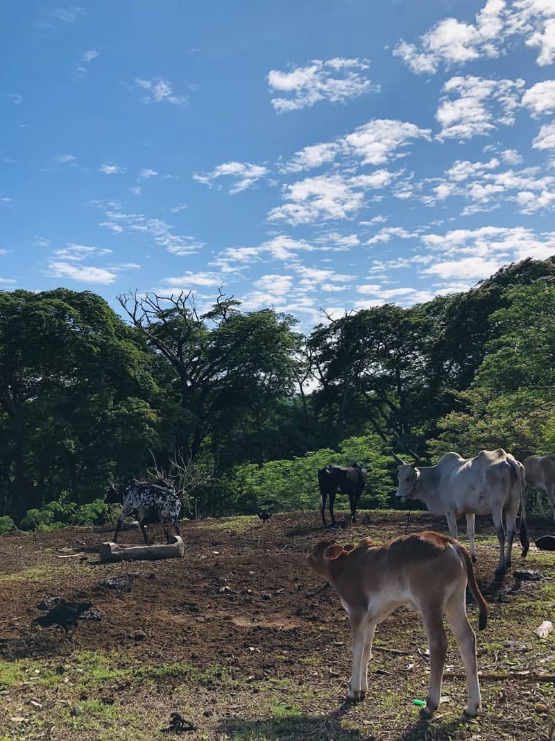 Zebu Pasture, Antsiranana - Image 1