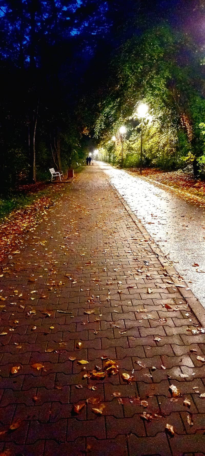 Kapela Forest Walkway - Image 1