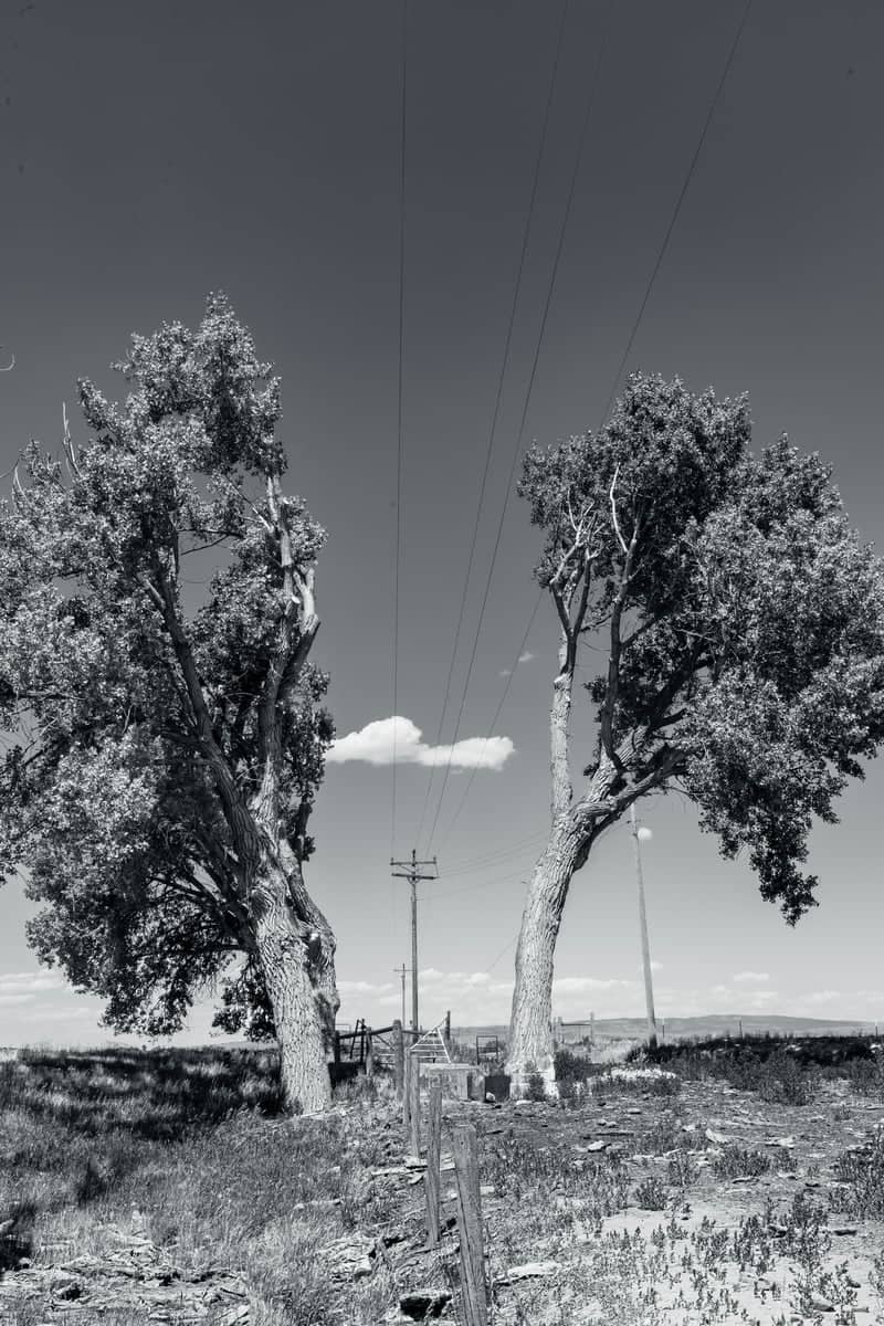 Highway 220 Roadside Trees - Image 1