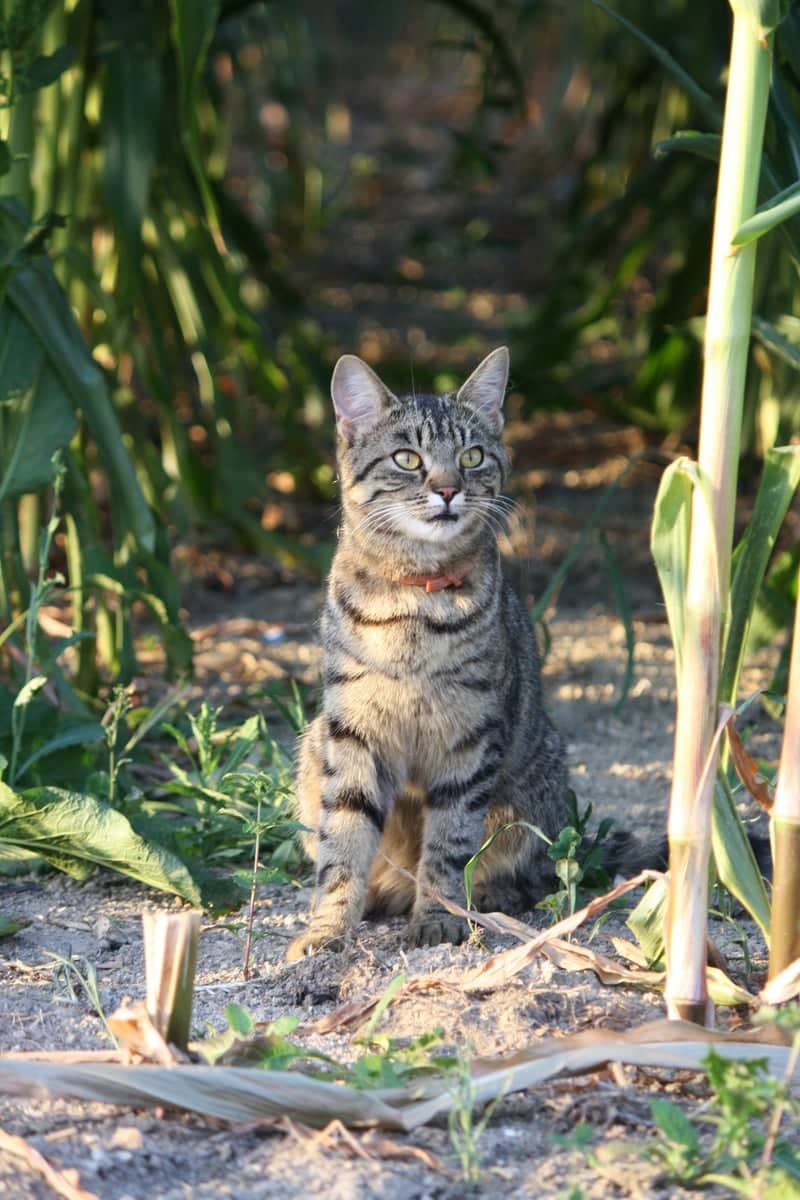 Nöchling Farmland - Image 1