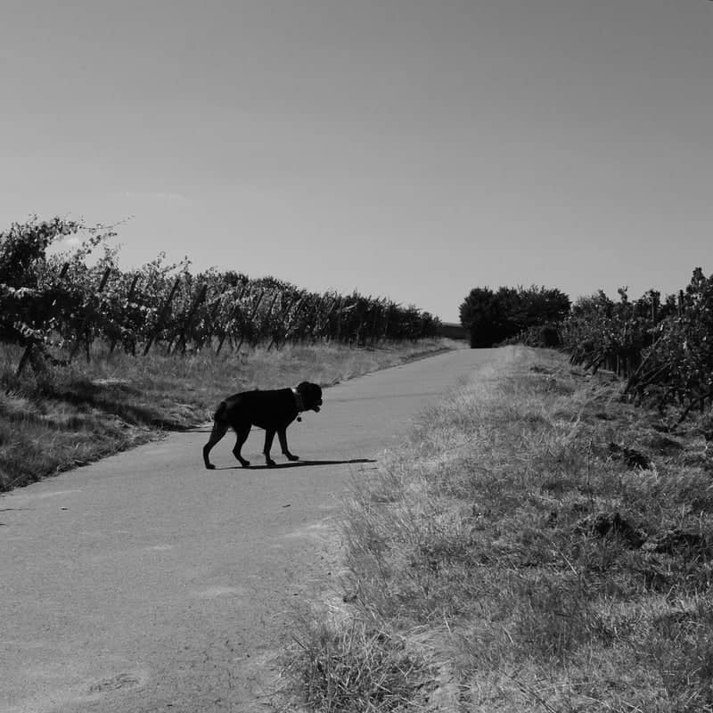 Riol Vineyard Path - Image 1