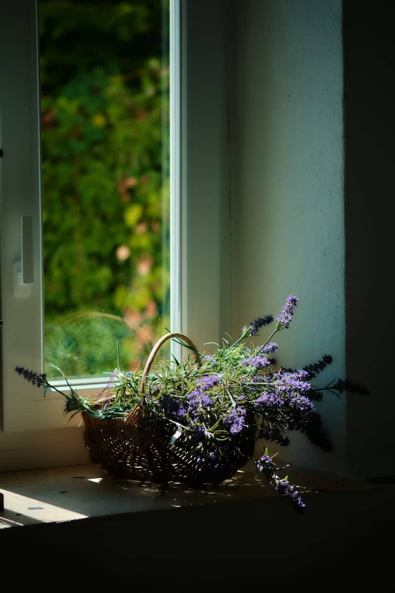 Lavender Windowsill in Riol - Image 1
