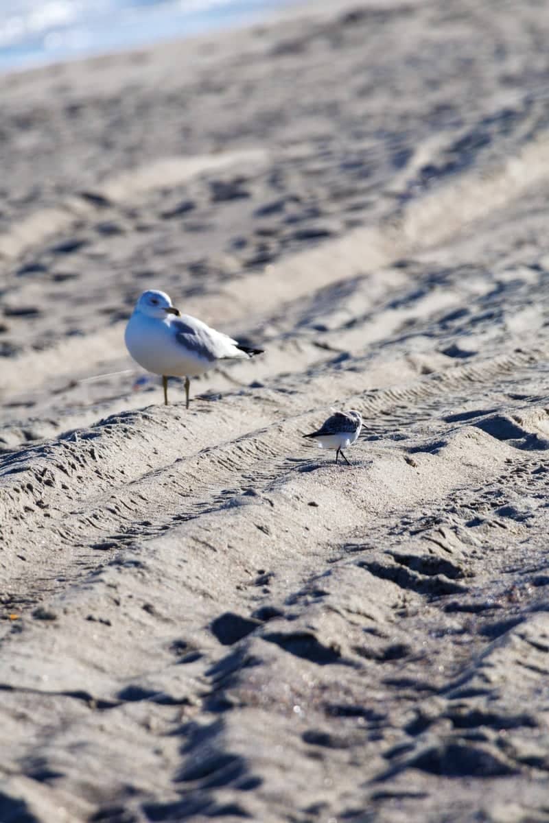 Tybee Island Beach - Image 1