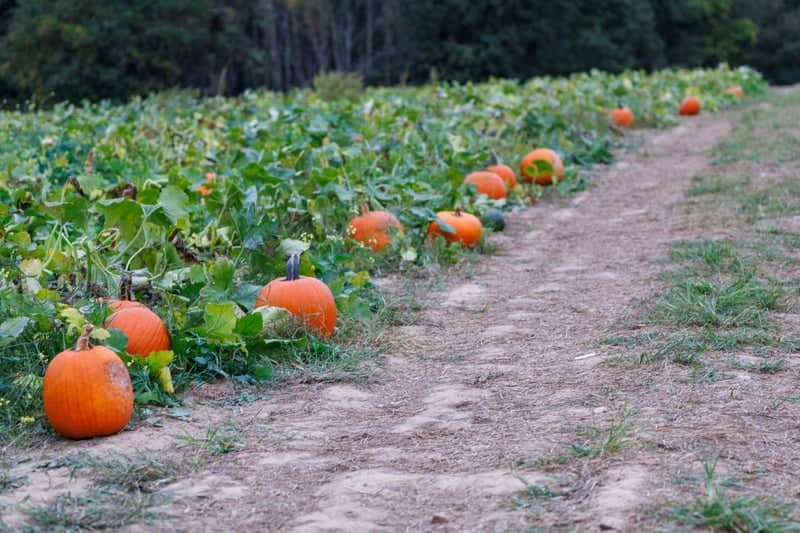 Stewart Farms Pumpkin Patch - Image 1