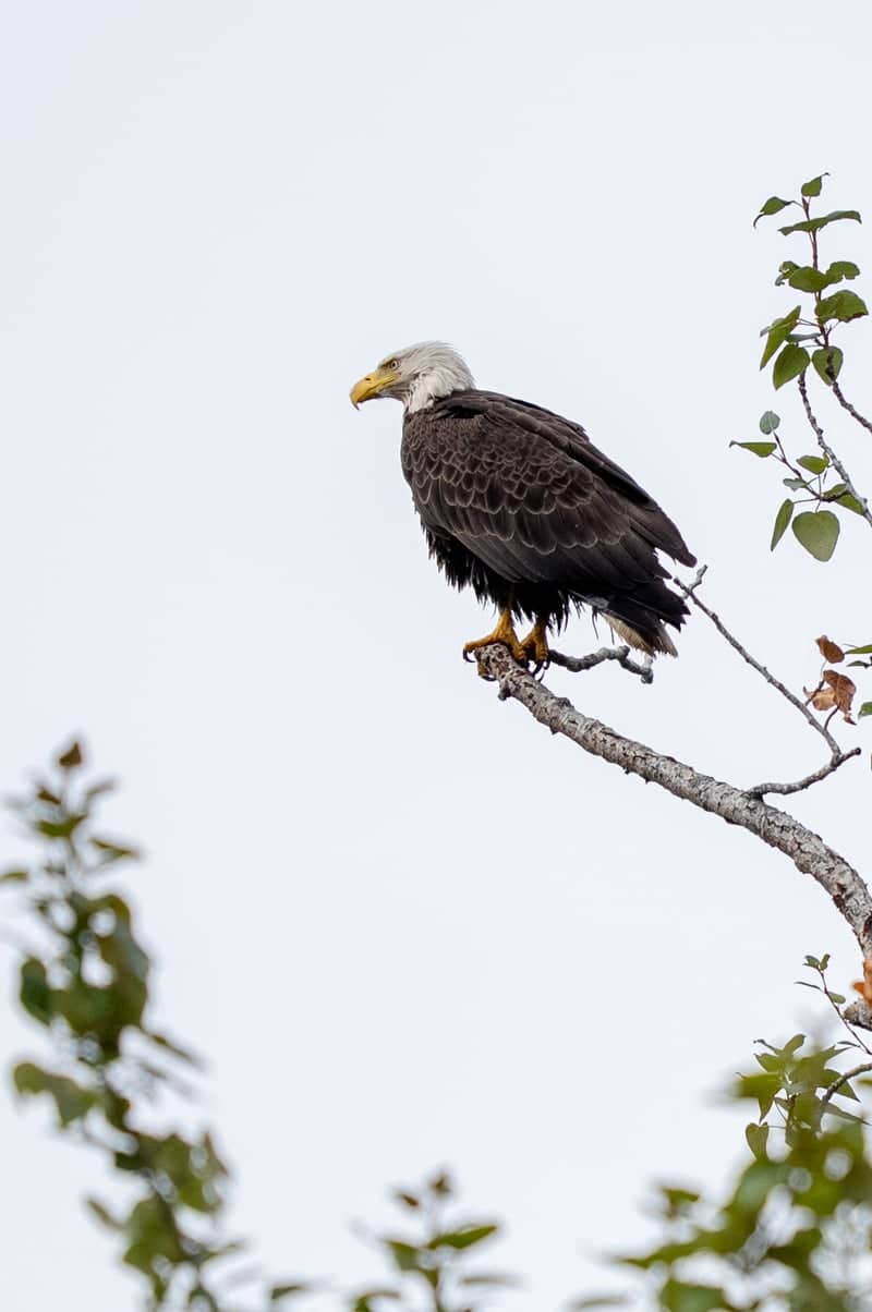 Sammamish River Wildlife Overlook - Image 1
