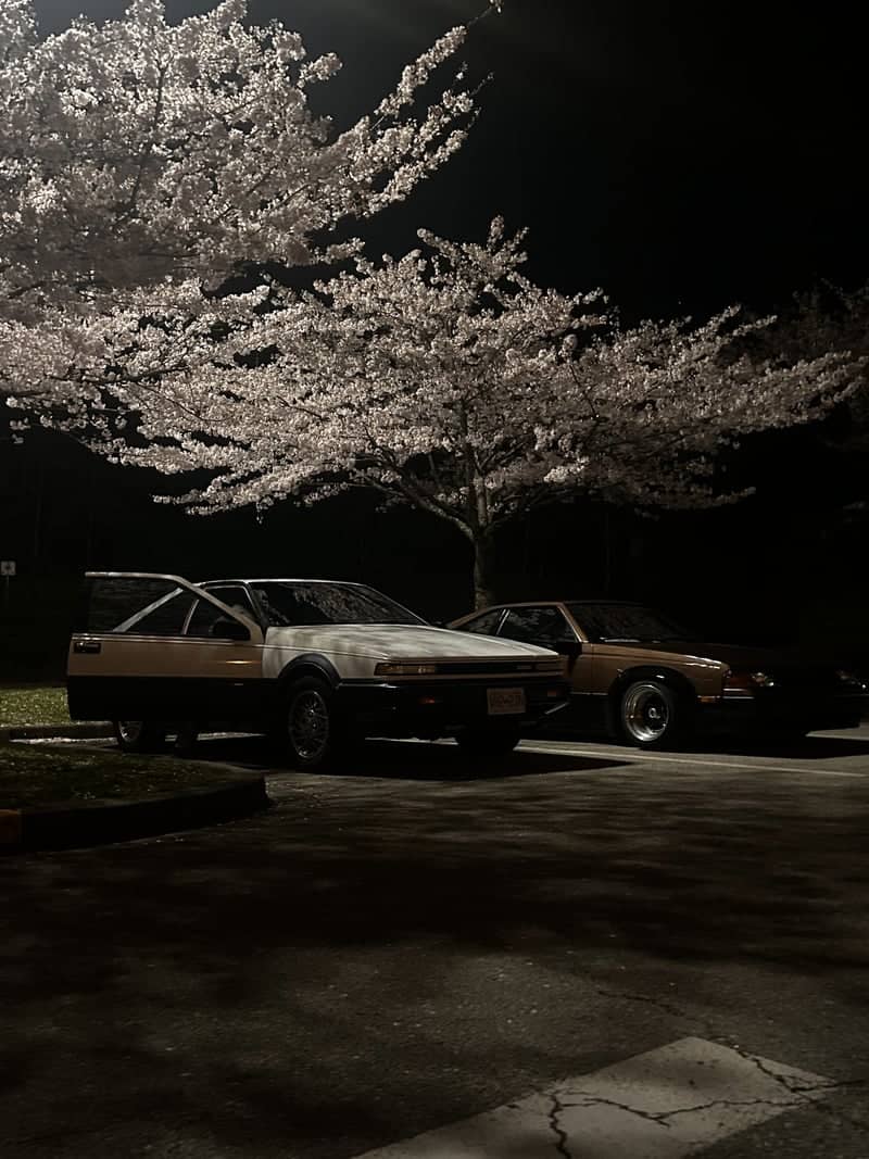 Squamish Library Cherry Blossoms - Image 1