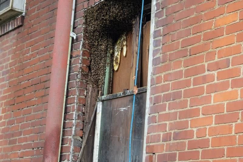 Osage Brick Building Bee Swarm - Image 1