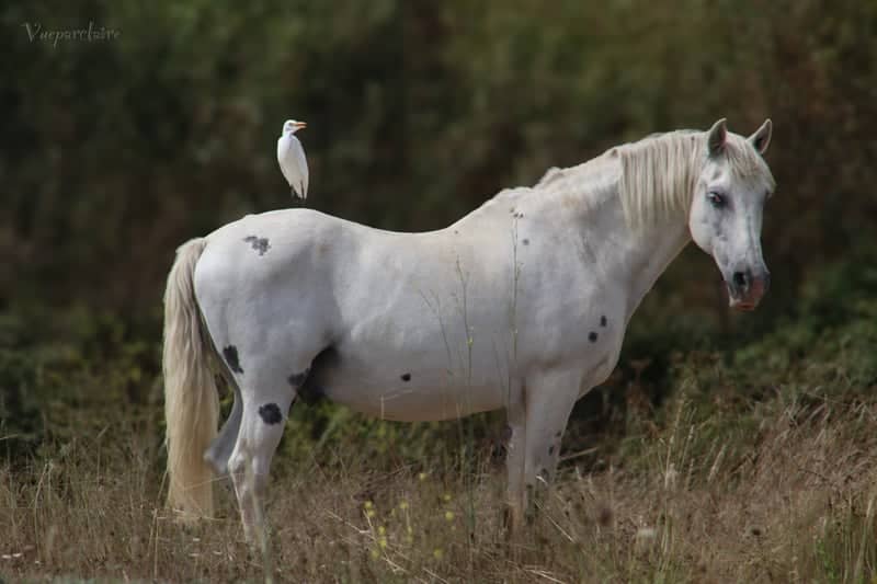 Camargue Horse Pasture, Salinelles - Image 1