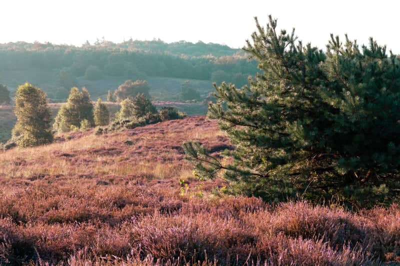 Posbank, Veluwezoom National Park - Image 1