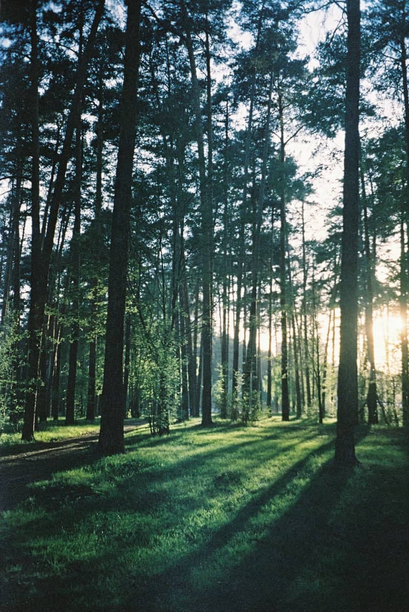 Chernyayevsky Forest Park - Image 1