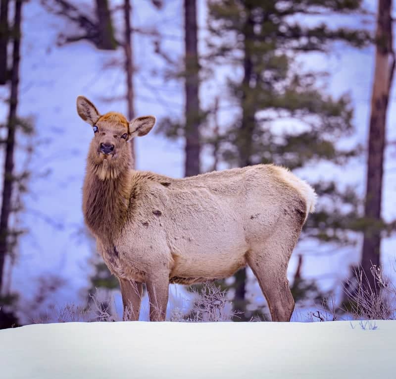 Sawtooth Valley Wildlife - Image 1