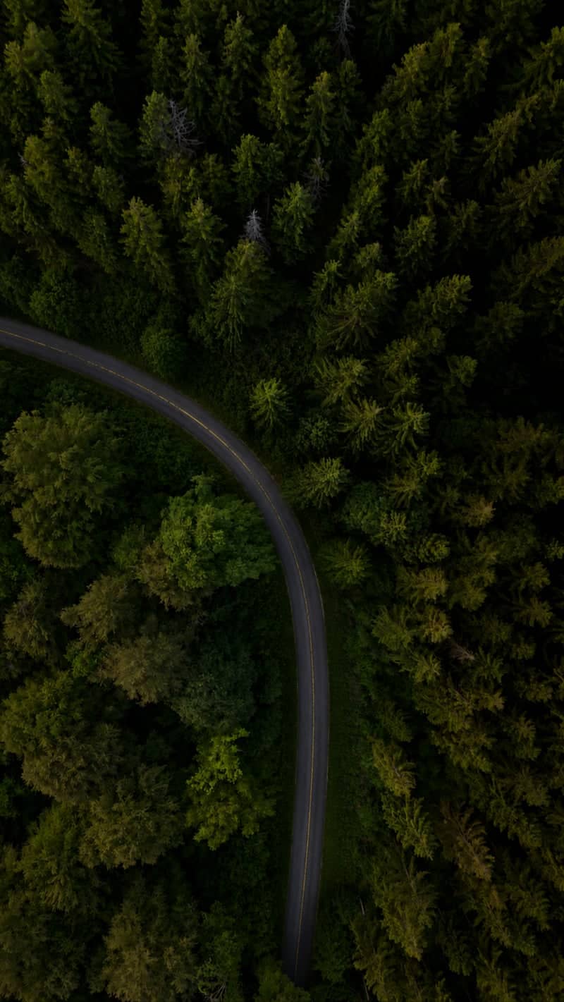 Ardennes Forest Winding Road - Image 1