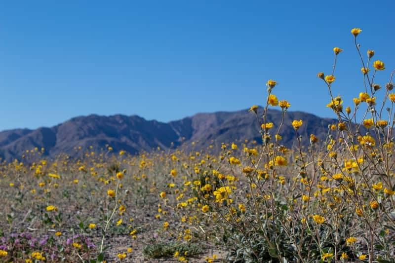 Death Valley Super Bloom - Image 1