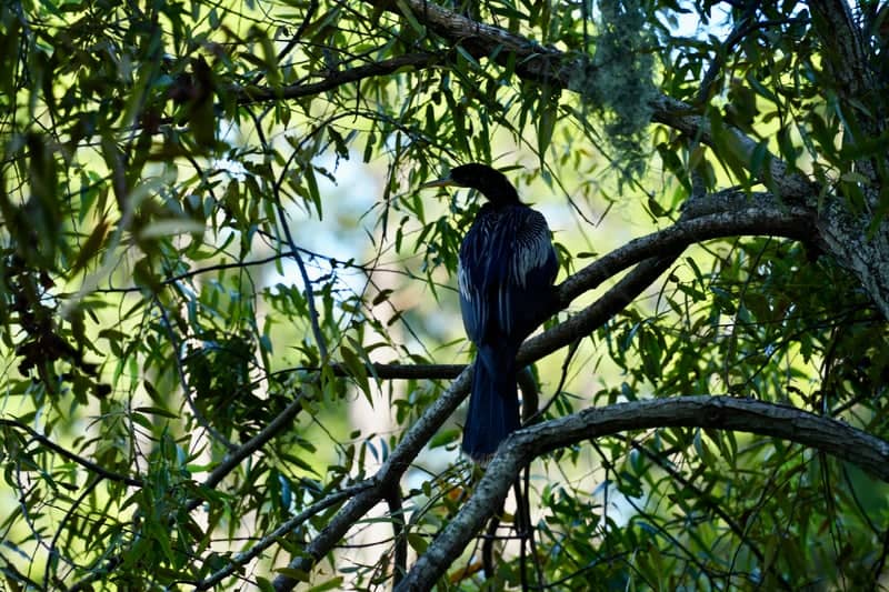 Hilton Head Island Lagoon Wildlife - Image 1
