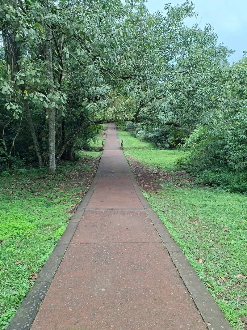 Iguazú National Park Jungle Trail - Image 1