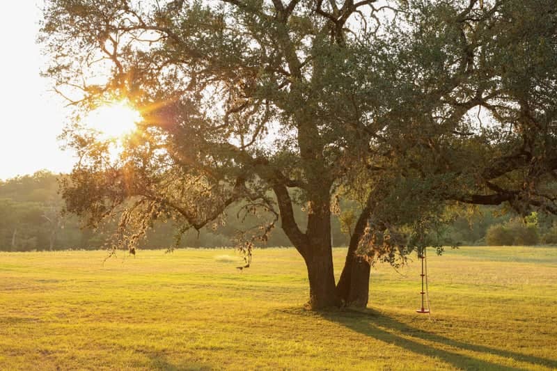 Boerne Sunset Oak - Image 1