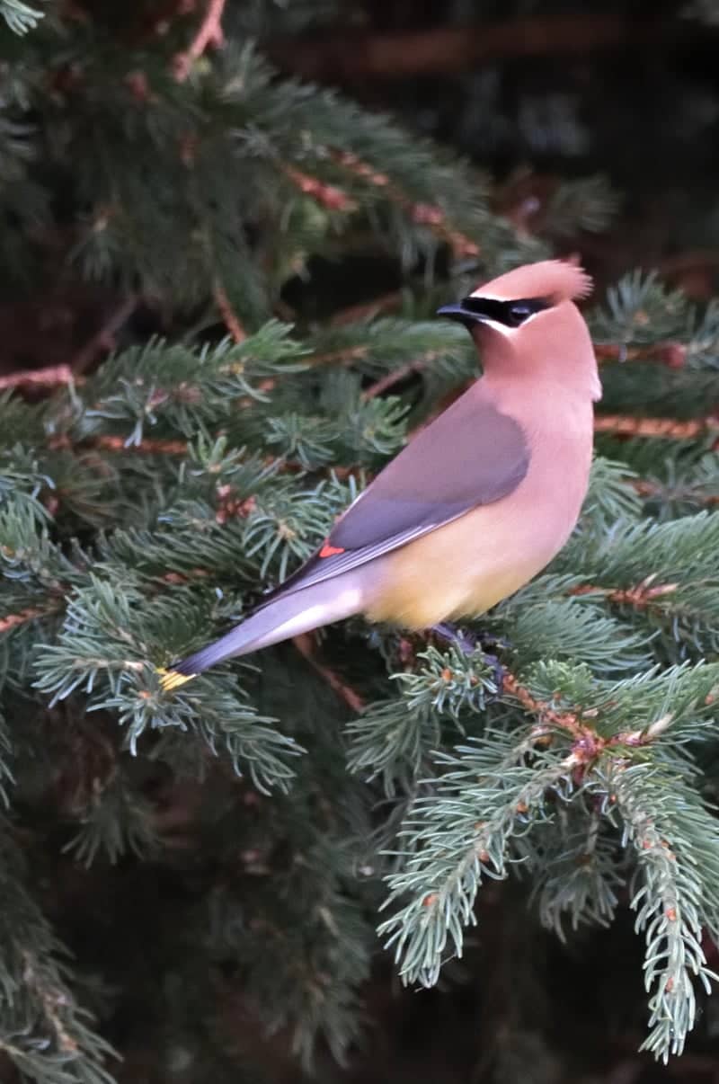 Horizon Park Birding Spot - Image 1