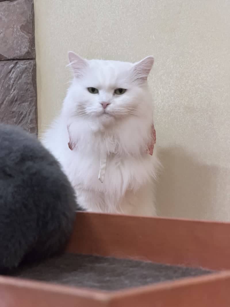 Hongdae Cat Cafe - Image 1