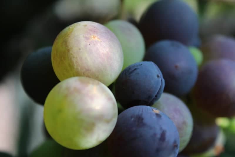 Vineyard Macro Detail - Image 1