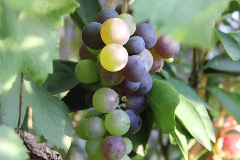 Vineyard Grape Cluster - Image 1