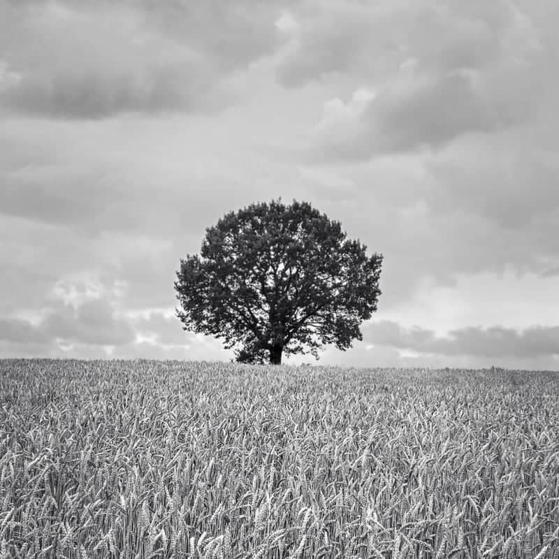 Lone Tree in Alvitas Fields - Image 1