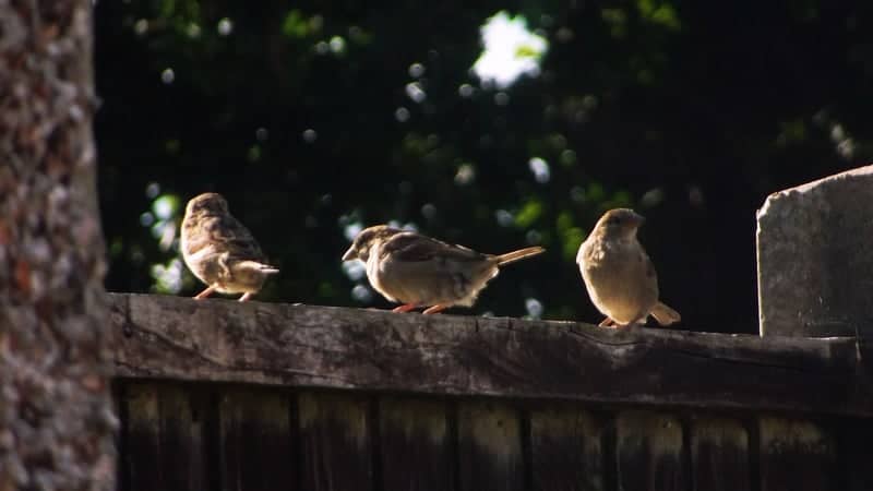Lowestoft Garden Wildlife - Image 1