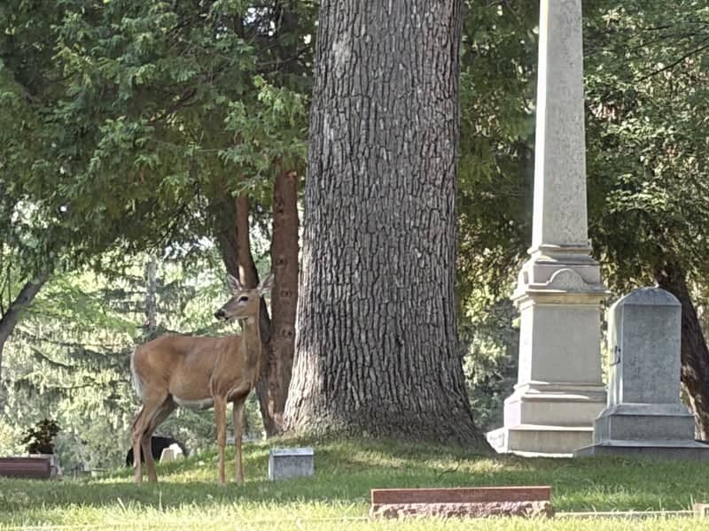 Riverside Cemetery - Image 1