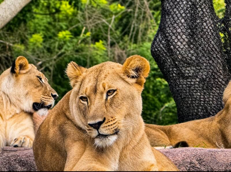 Disney's Animal Kingdom - Kilimanjaro Safaris - Image 1