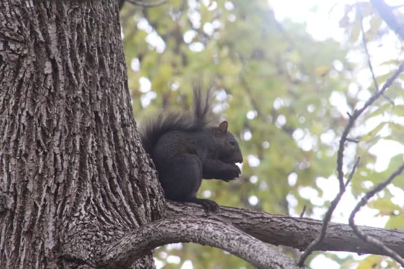 Canton Neighborhood Wildlife Spot - Image 1
