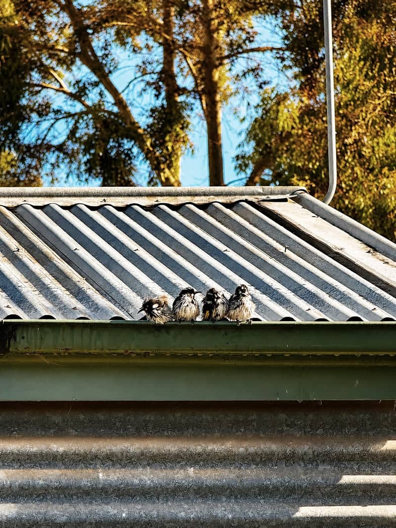 Nhill Rural Birdlife - Image 1