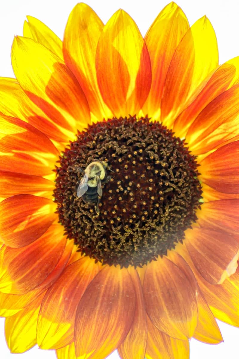 Meridian Sunflower Garden - Image 1