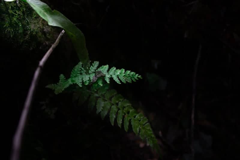 Purbrook Nature Ditch - Image 1