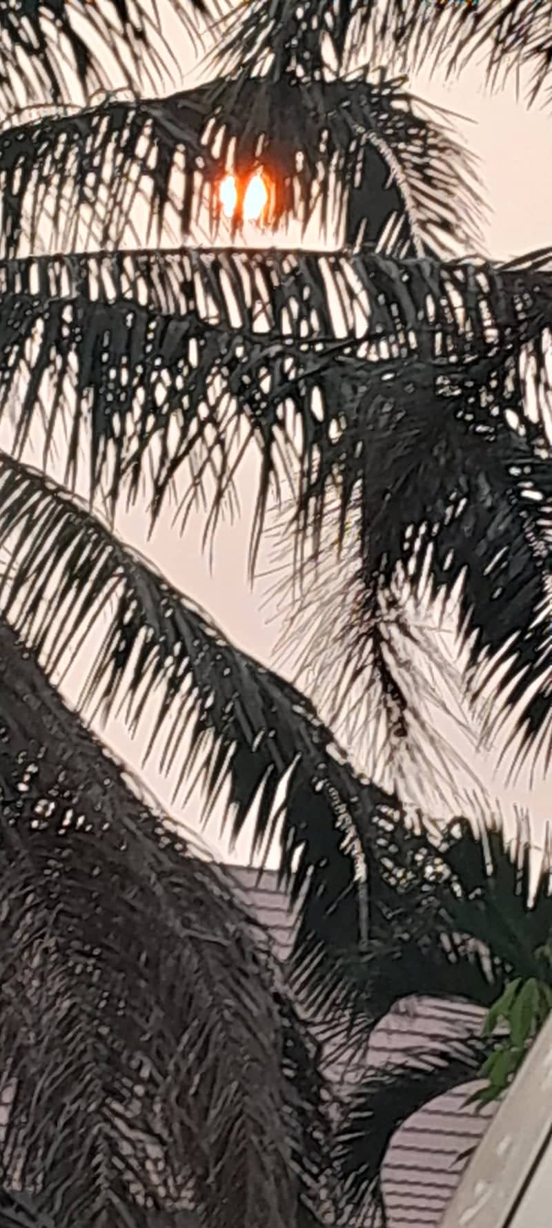 Pontianak Palm Sunset - Image 1