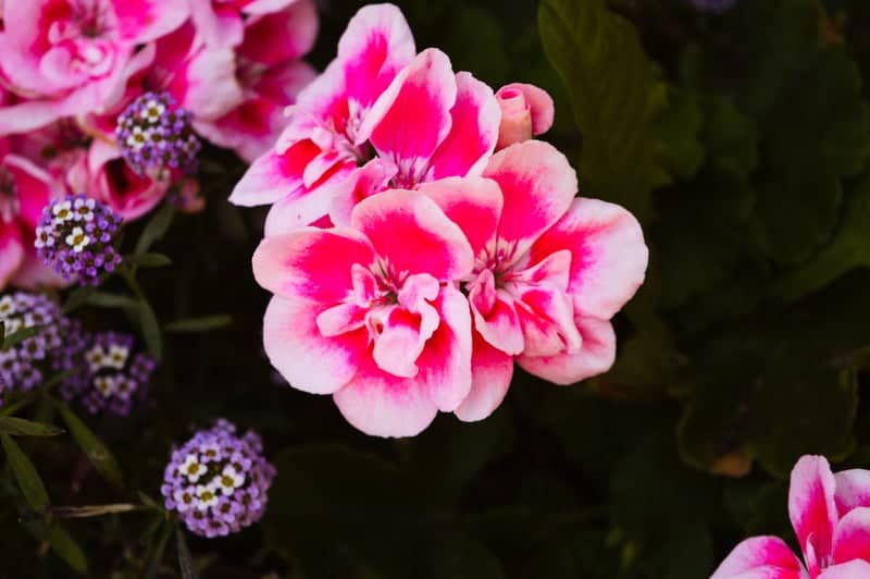 Hollis Street Floral Landscaping - Image 1
