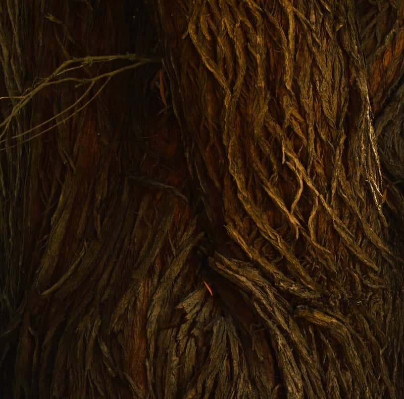 Berkeley Redwood Textures - Image 1