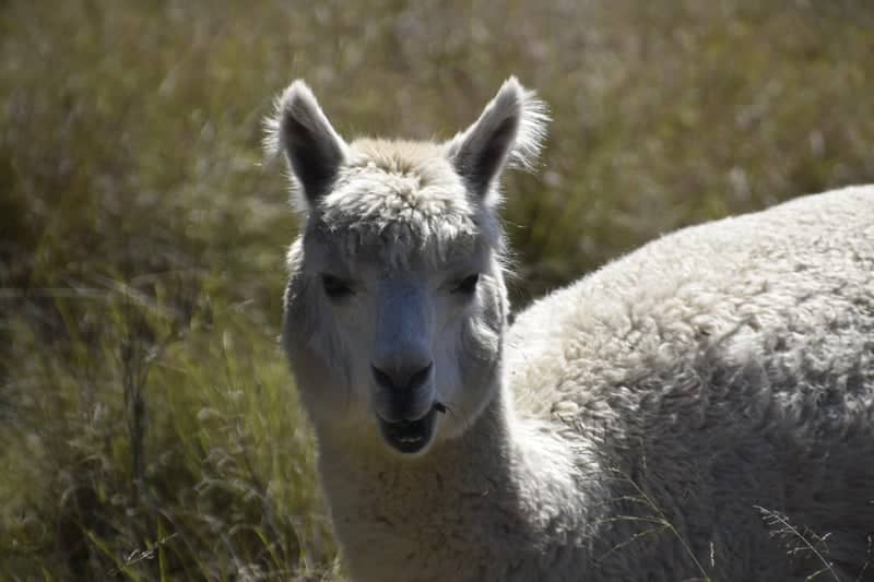 Stanthorpe Alpaca Farm - Image 1
