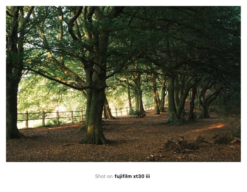 Trewyddfa Hill Woodland - Image 1